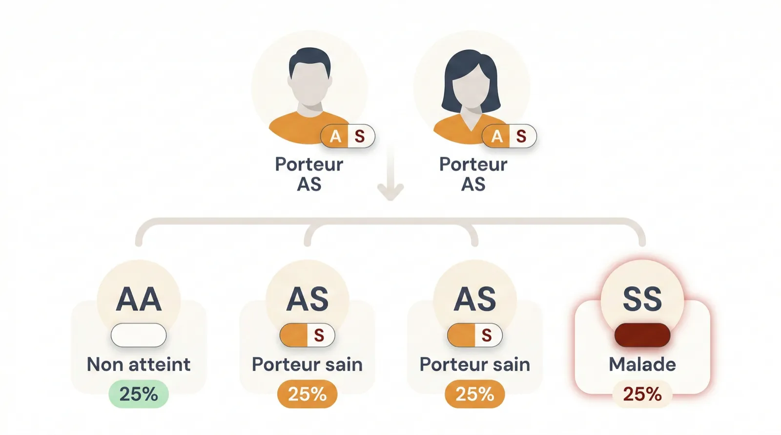 Schéma de transmission génétique de la drépanocytose : deux parents porteurs AS peuvent avoir un enfant non atteint (AA, 25%), deux enfants porteurs sains (AS, 25% chacun) ou un enfant malade (SS, 25%)